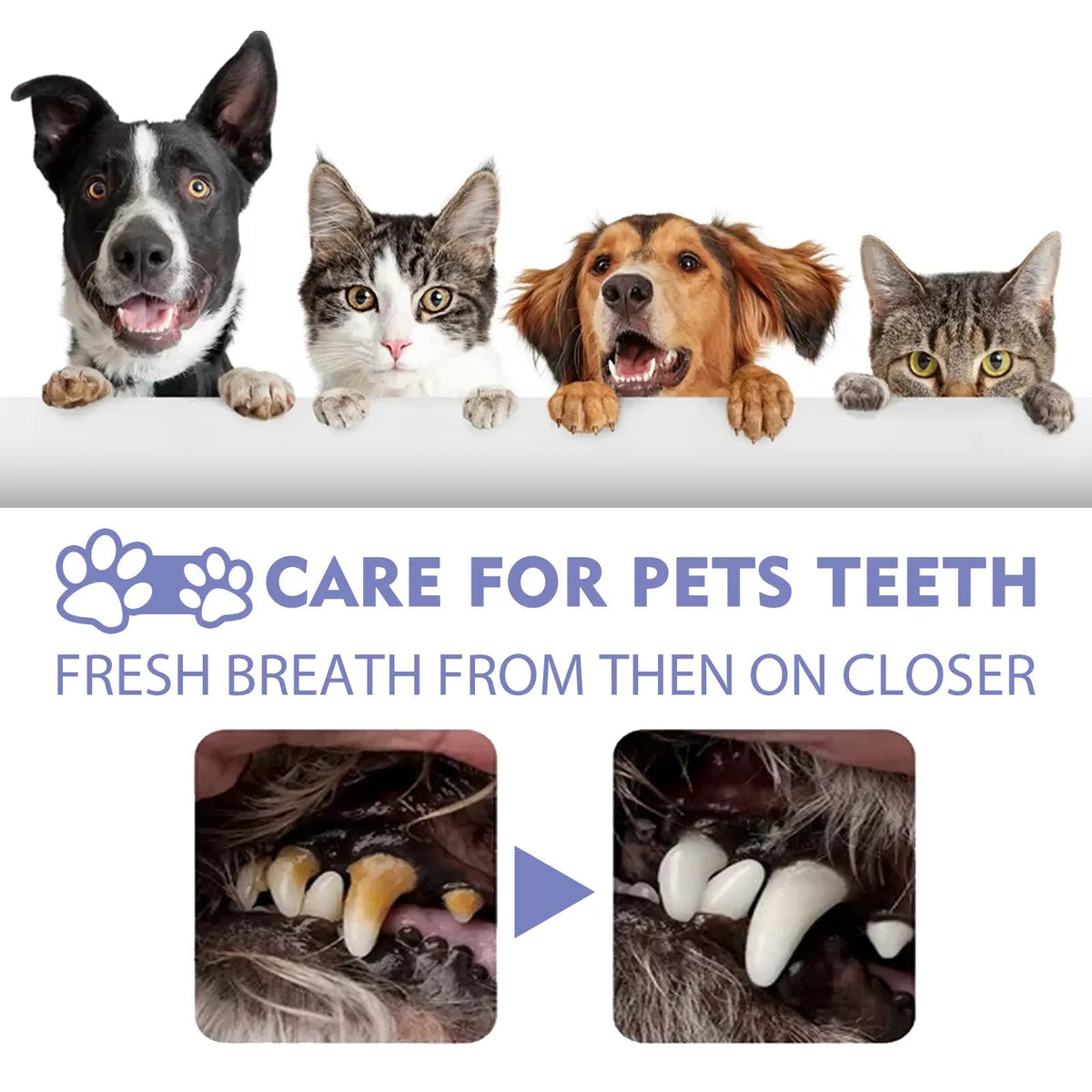 Novyado Pet Oral Care Spray — source gallery 2